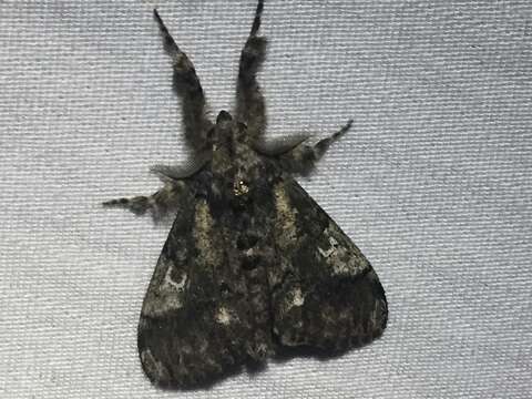 Image of Yellow-based Tussock Moth