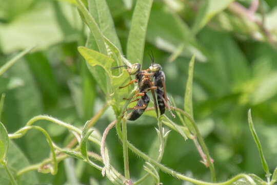 Image of Tachytes distinctus F. Smith 1856