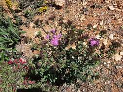 Image of Stevia hintoniorum B. L. Turner