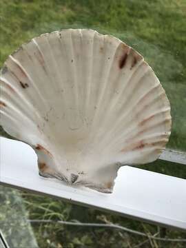 Image of Great Atlantic scallop