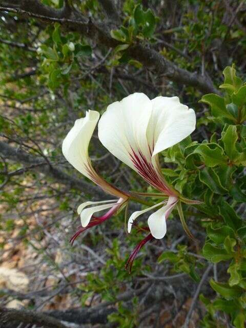 Image of Pelargonium tetragonum (L. fil.) L'Her.