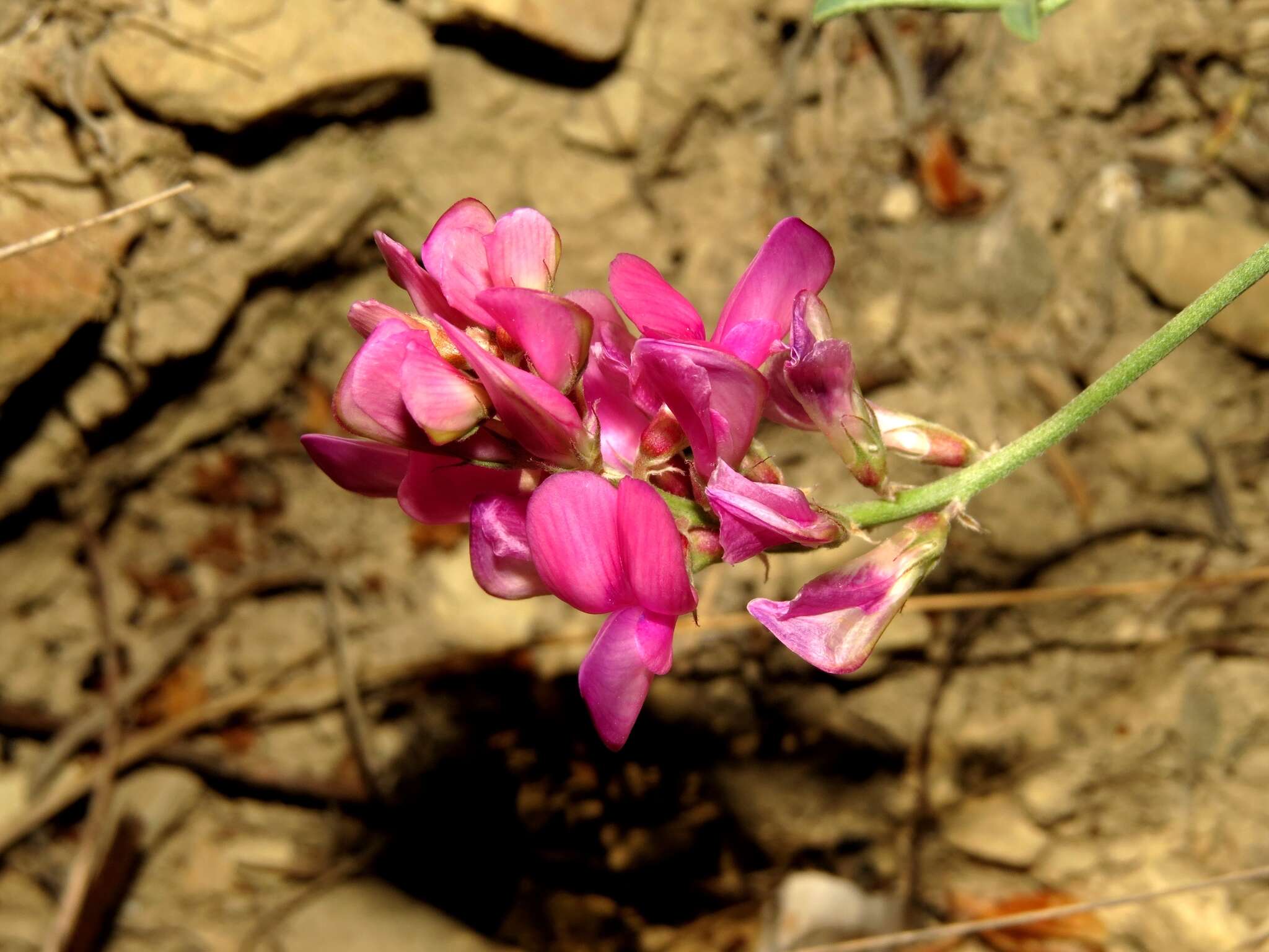 Image de Hedysarum tauricum Willd.