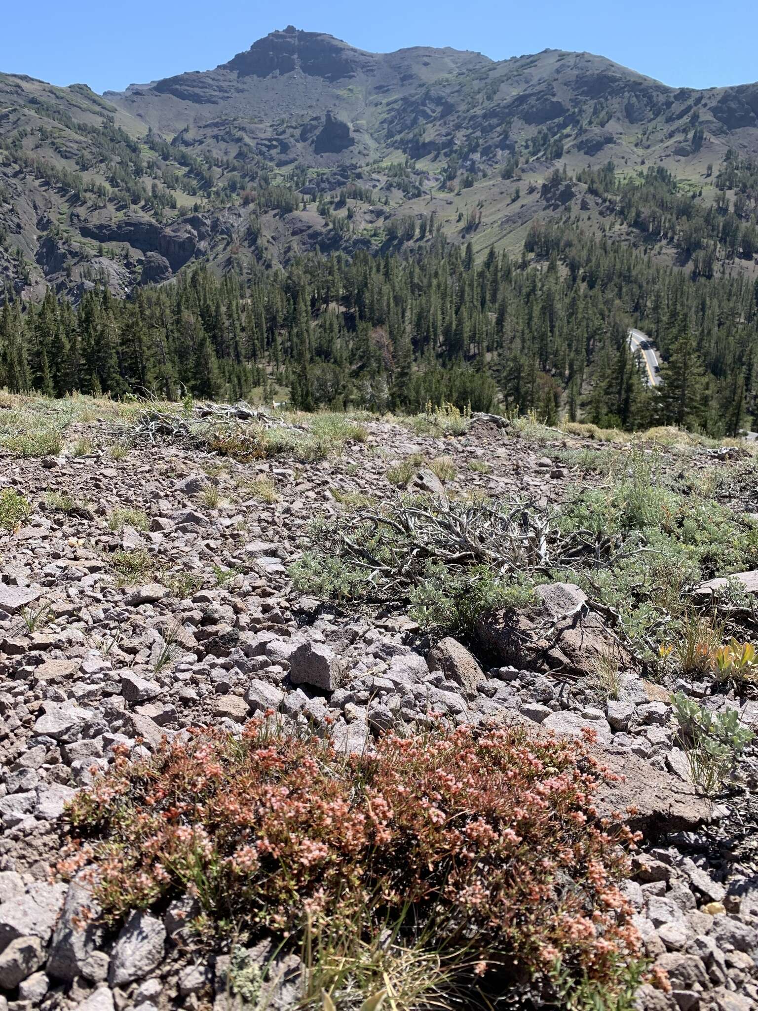 Image of Eriogonum microtheca var. alpinum Reveal