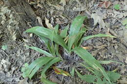 Image of broadleaf sedge