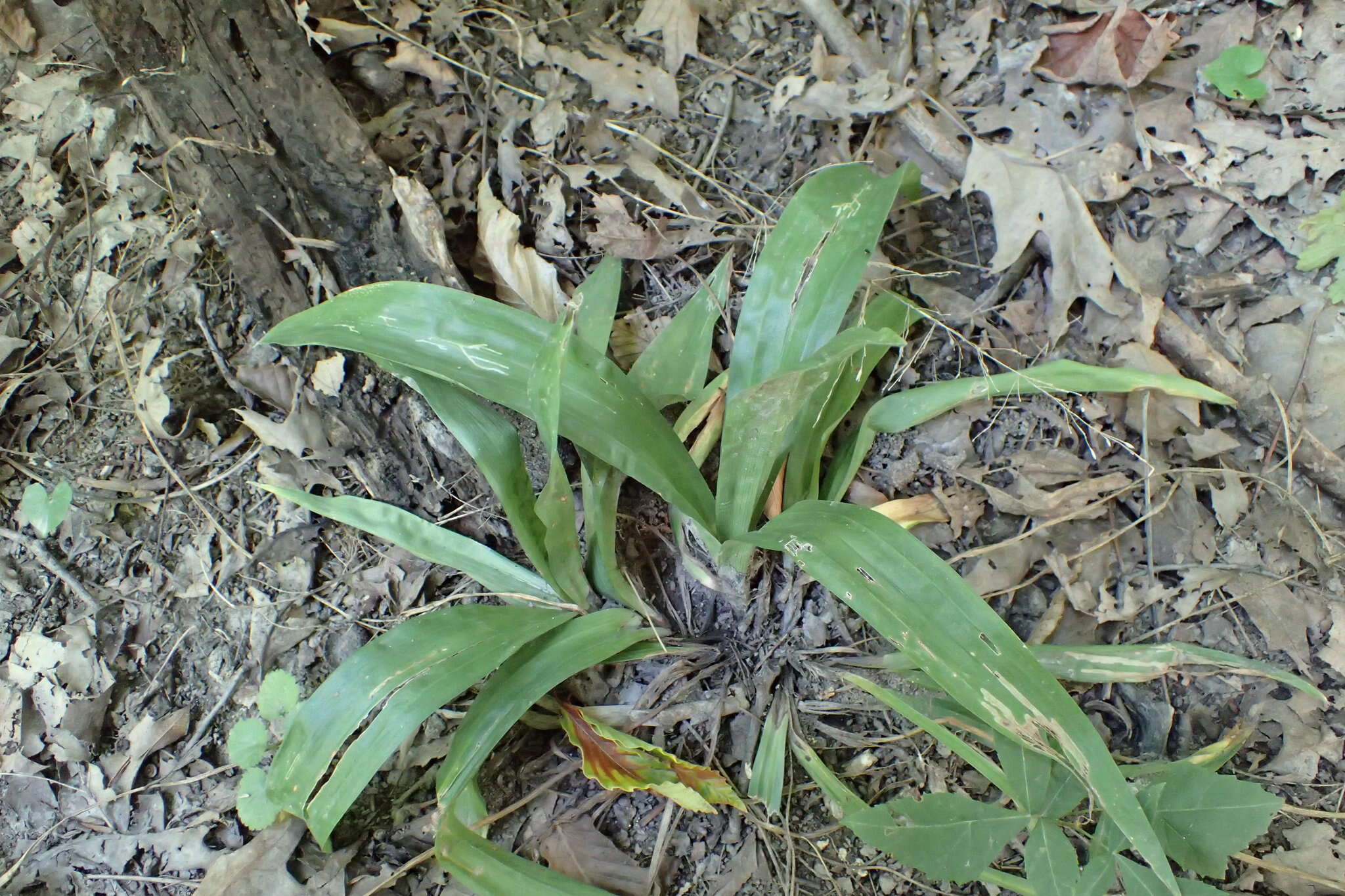 Image of broadleaf sedge