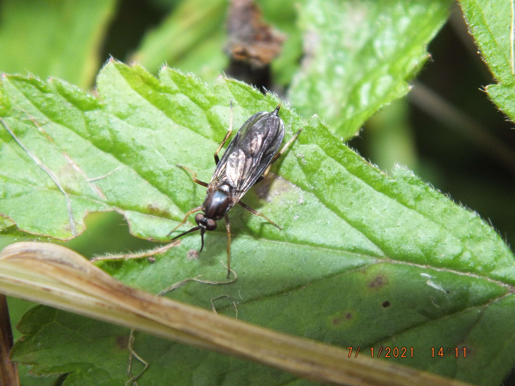 Image of Rachicerus obscuripennis (Loew 1863)