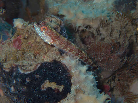 Image of Lighthouse lizardfish