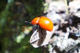 Image of Reddish Potato Beetle