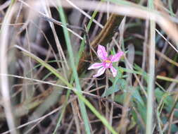 Image of Sticky Waxweed