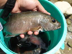 Image of Dog snapper