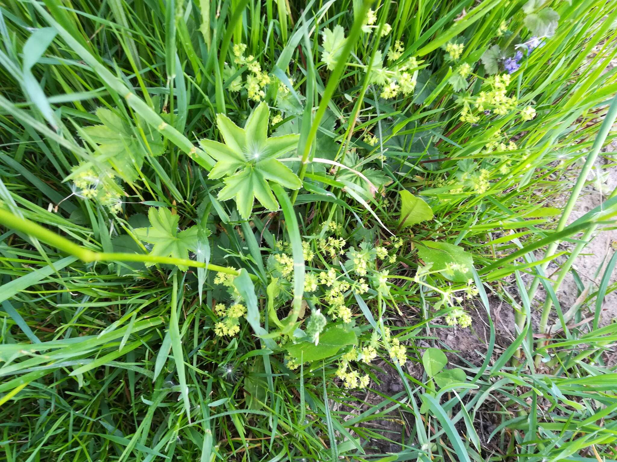 Image of broadtooth lady's mantle