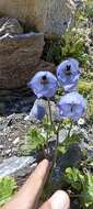 Image of Delphinium brunonianum Royle