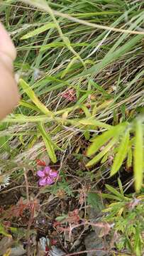 Image of Apache lobelia