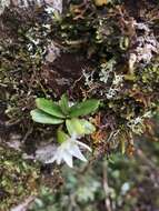 Imagem de Angraecum lecomtei H. Perrier