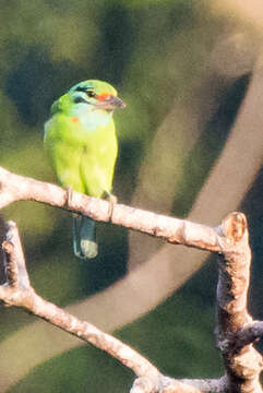 Image of Moustached Barbet