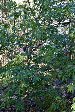 Imagem de Aesculus glabra var. arguta (Raf.) B. L. Robins.