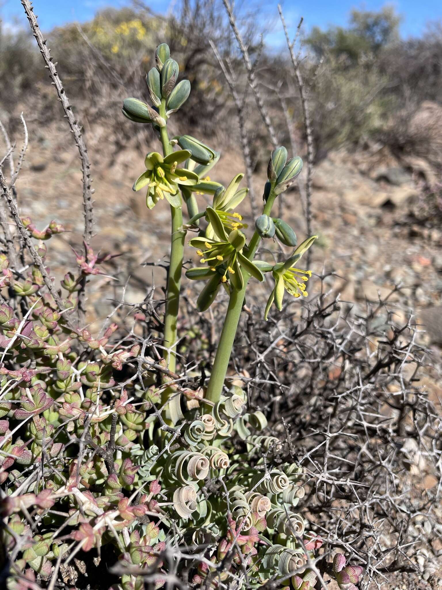 Image of Albuca concordiana Baker