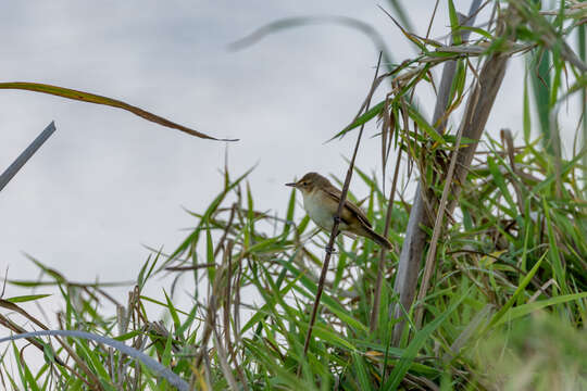 Image of Australian Reed Warbler