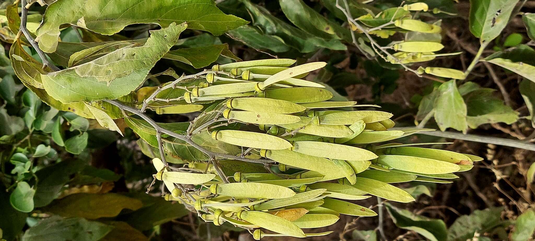 Image of Ventilago denticulata Willd.