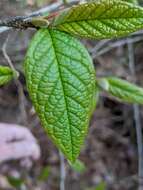 Image of hollyberry cotoneaster