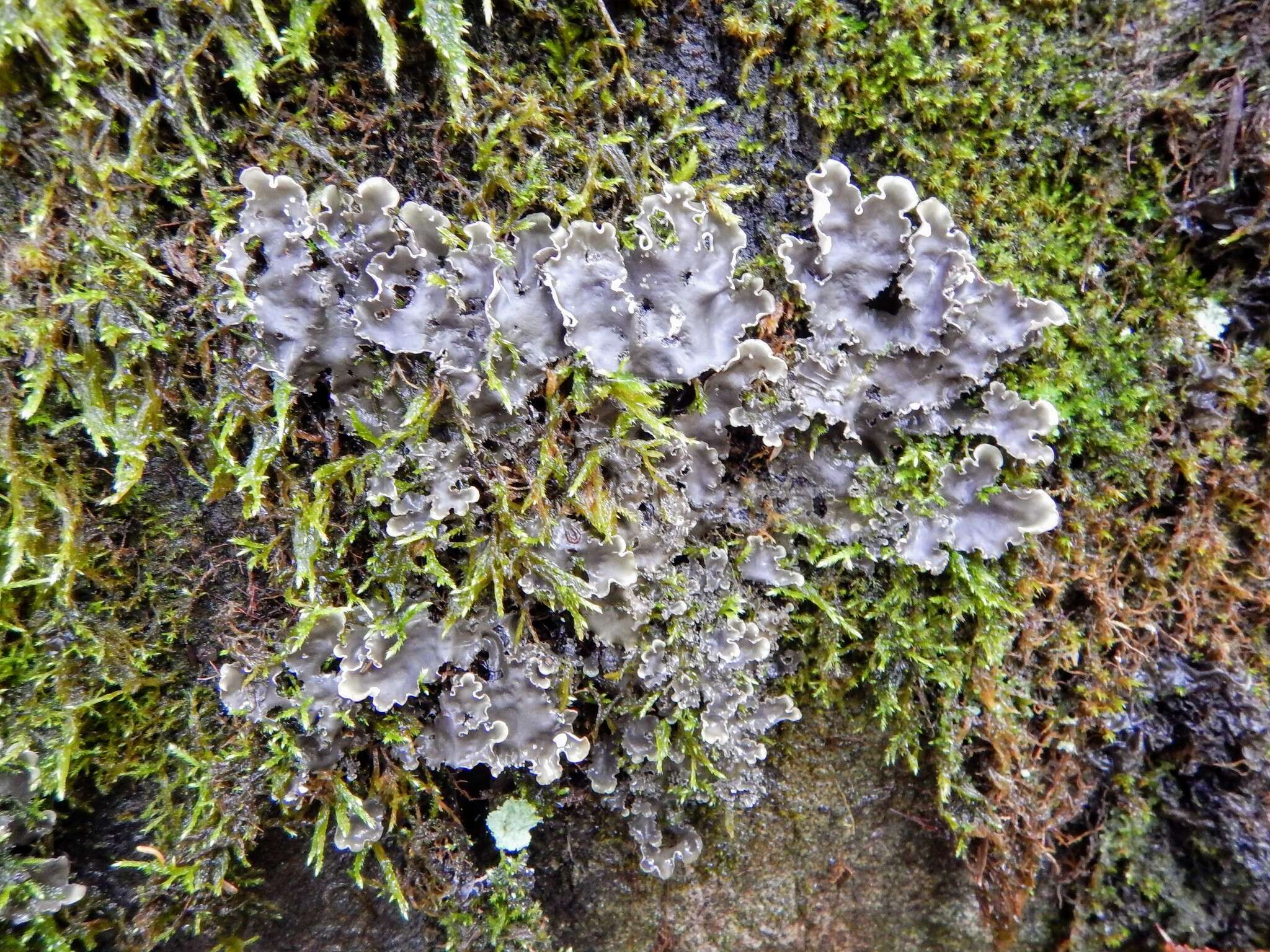 Image of Elizabeth's felt lichen