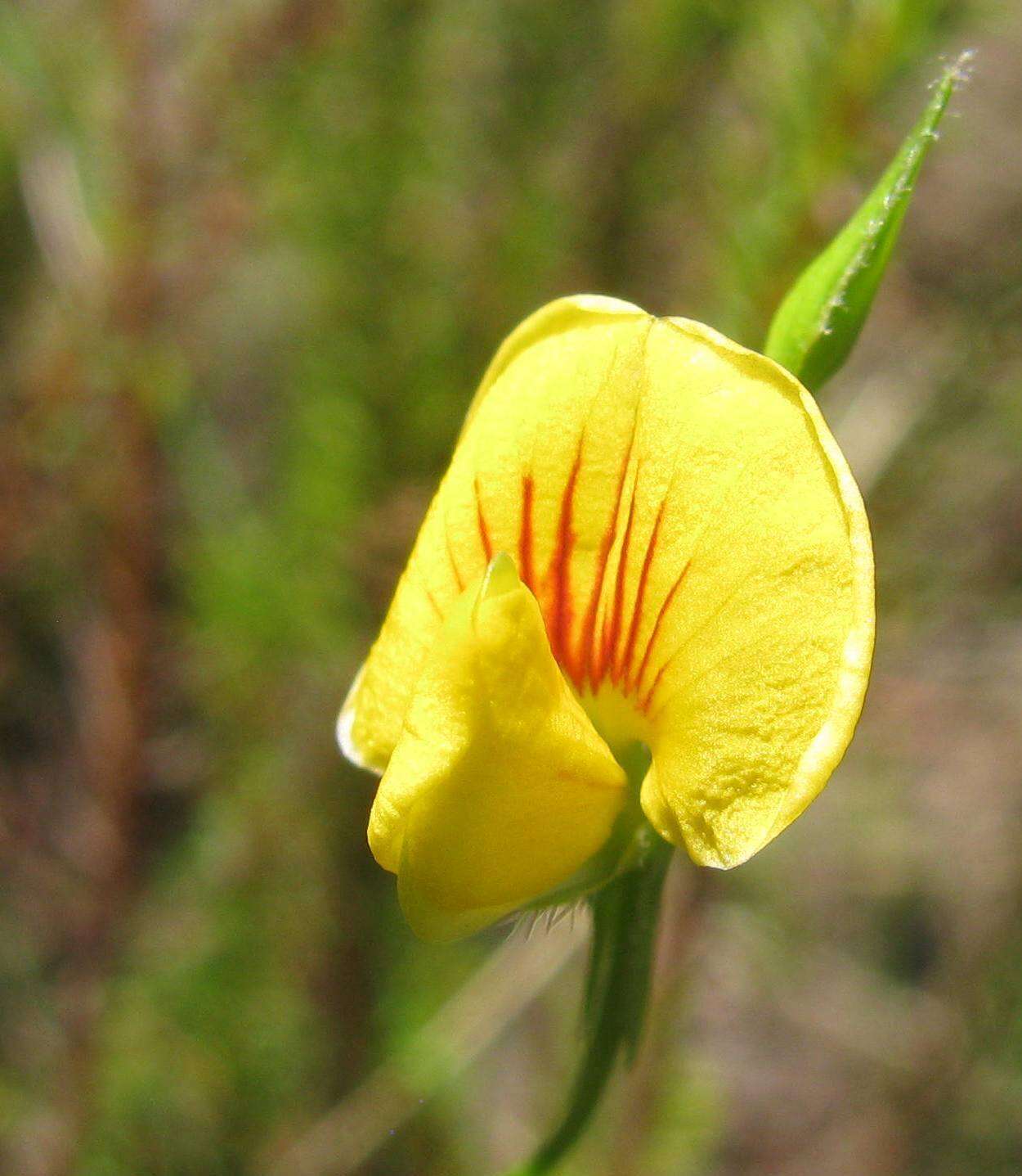 Image of Caterpillar bean