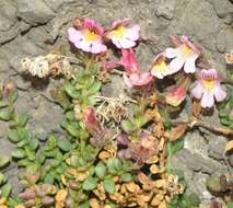 Image of Chaenorhinum crassifolium subsp. crassifolium