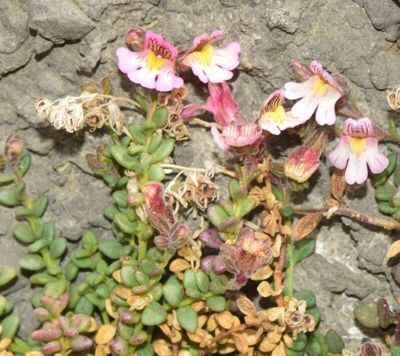 Image of Chaenorhinum crassifolium subsp. crassifolium