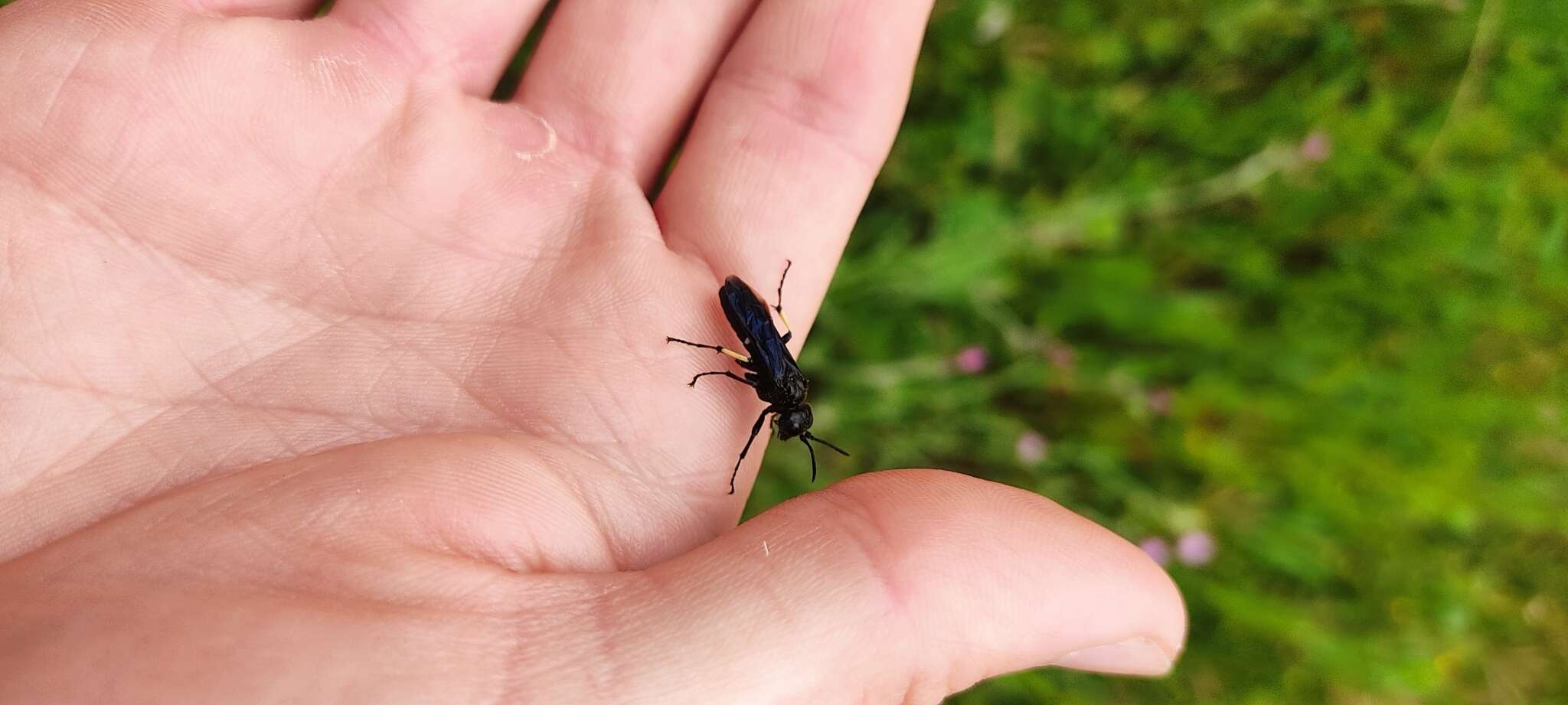 Image of Tenthredo bifasciata bifasciata