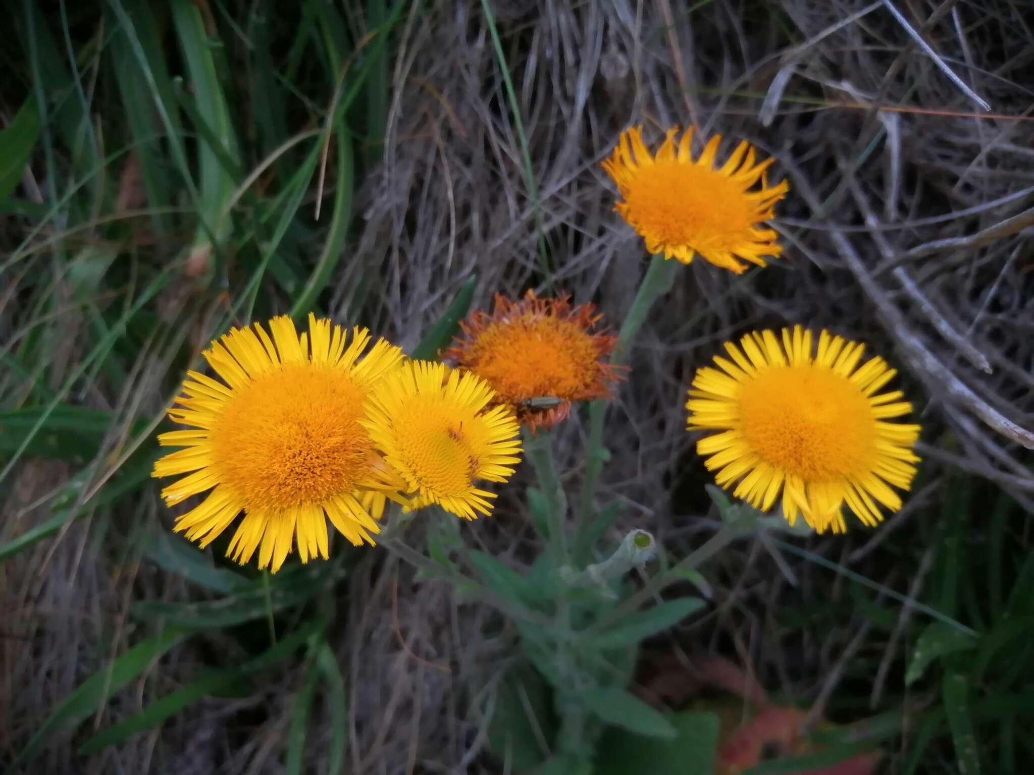 صورة Pulicaria odora (L.) Rchb.