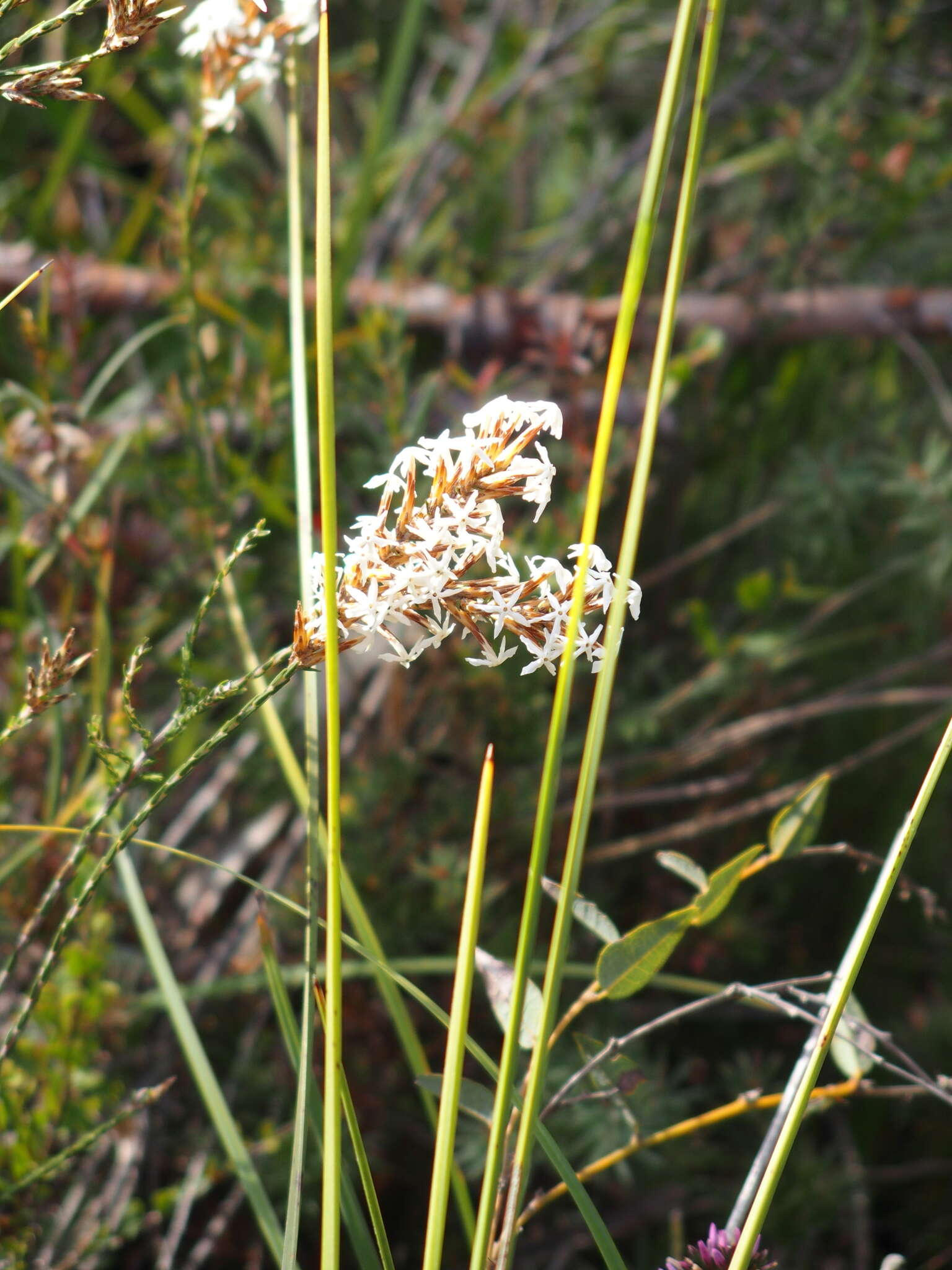 Image of Lysinema pentapetalum R. Br.