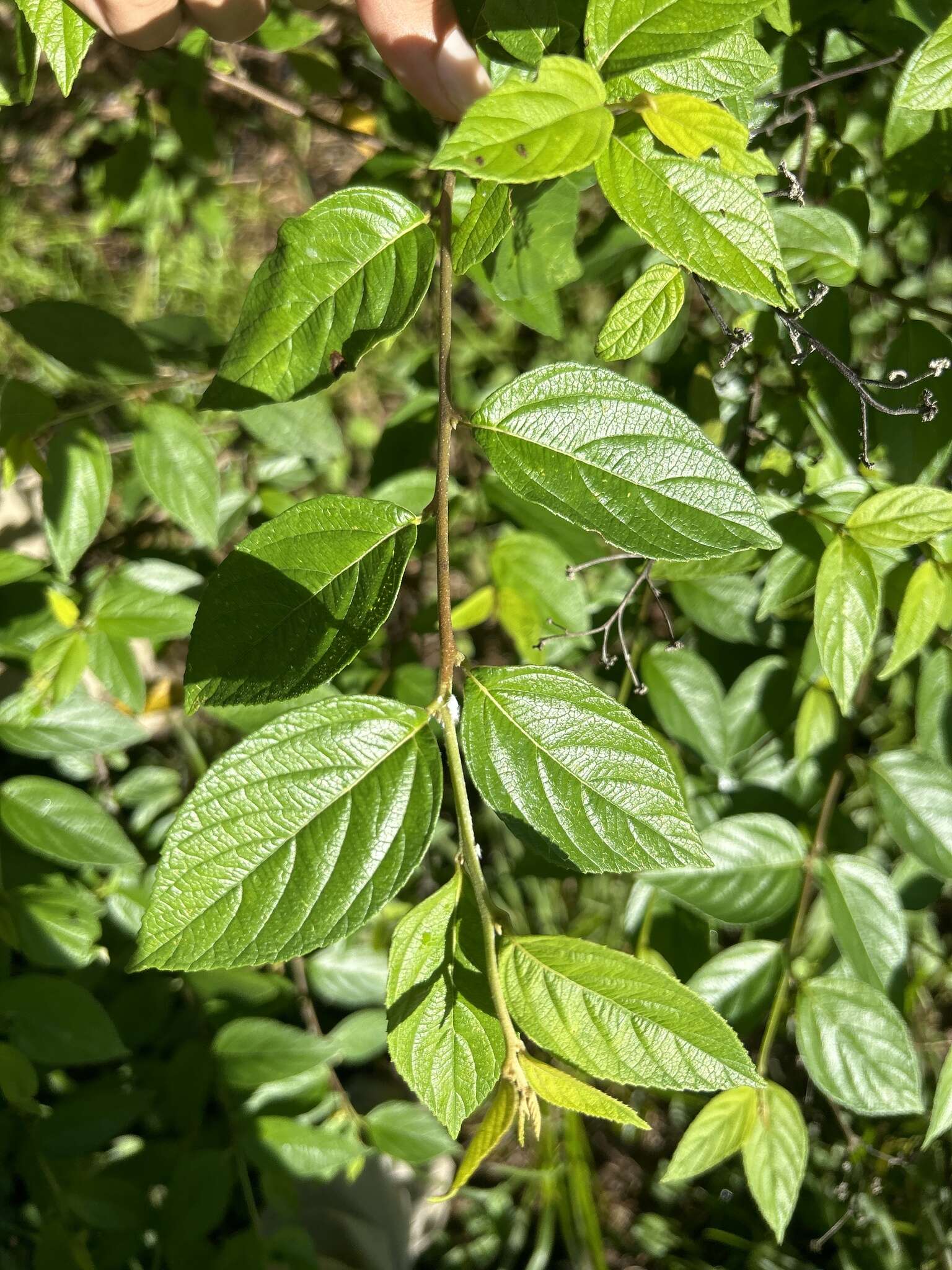 Varronia polycephala Lam.的圖片