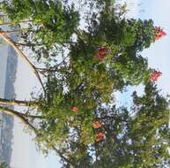 Image of Golden-rain tree