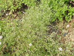 Galium mexicanum Kunth resmi