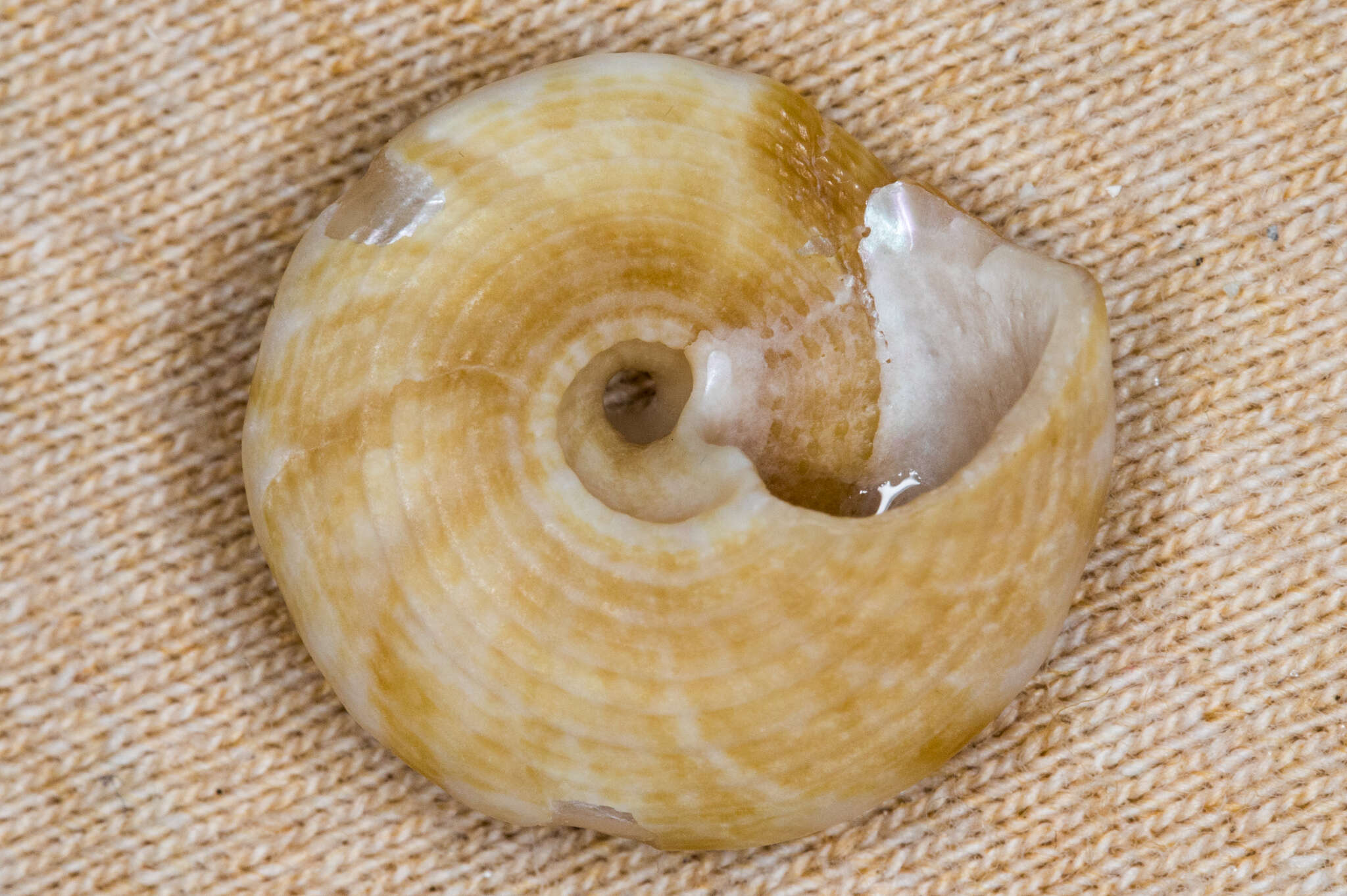 Image of Calliostoma tampaense (Conrad 1846)