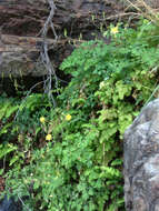 Image of longspur columbine