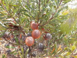 Image of Banksia laevigata subsp. laevigata