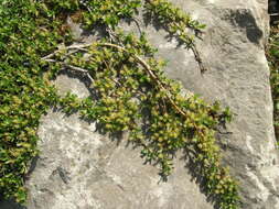 Image of Blunt-leaved Willow