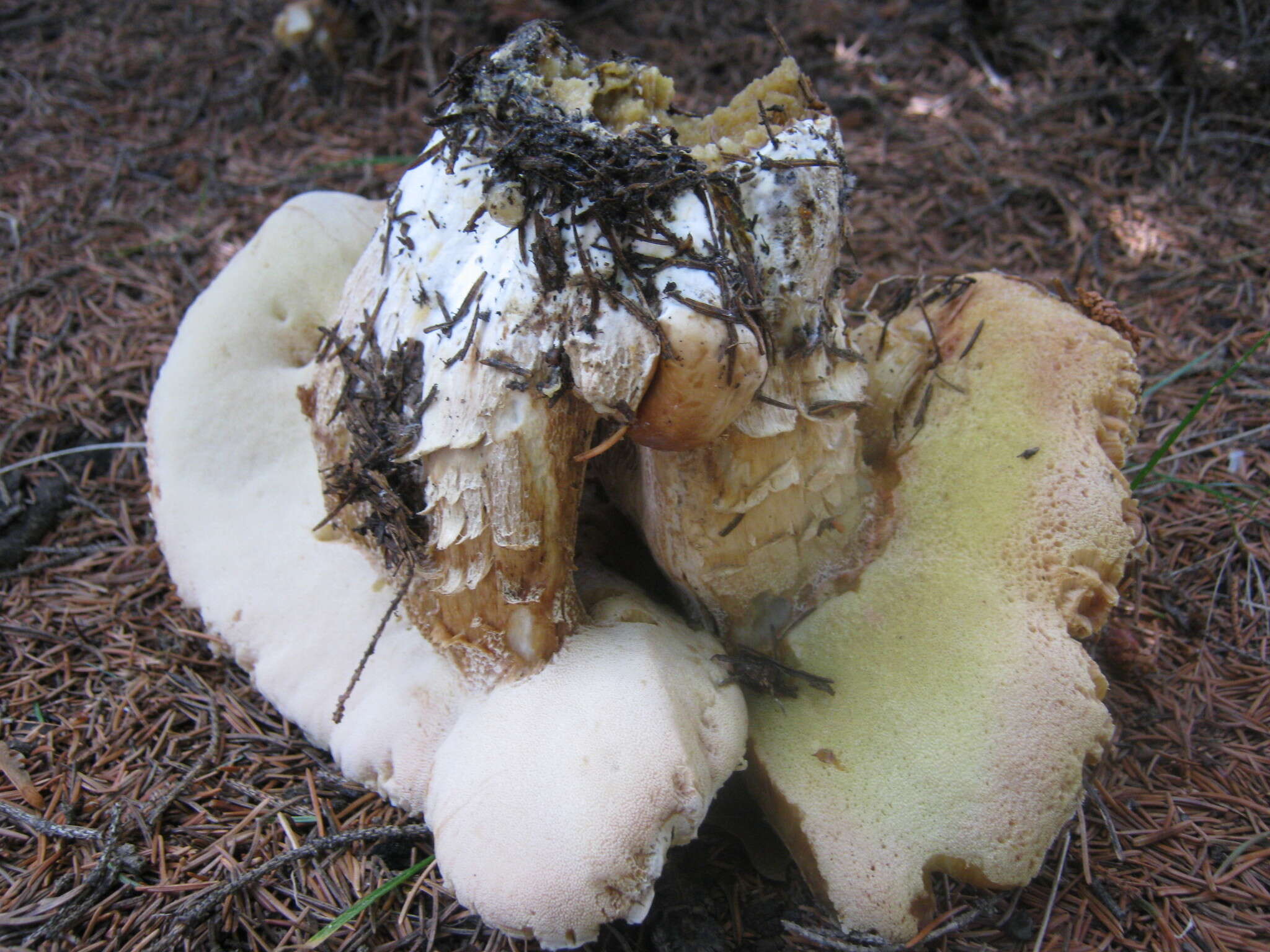 Image of Boletus chippewaensis A. H. Sm. & Thiers 1971