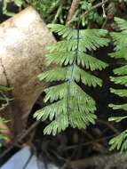 Image of Hymenophyllum pectinatum Cav.