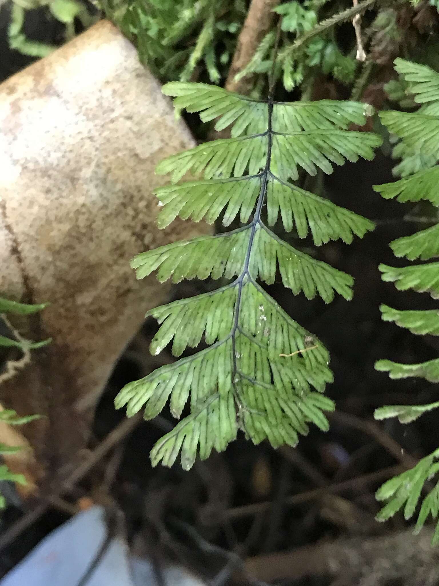 Image of Hymenophyllum pectinatum Cav.