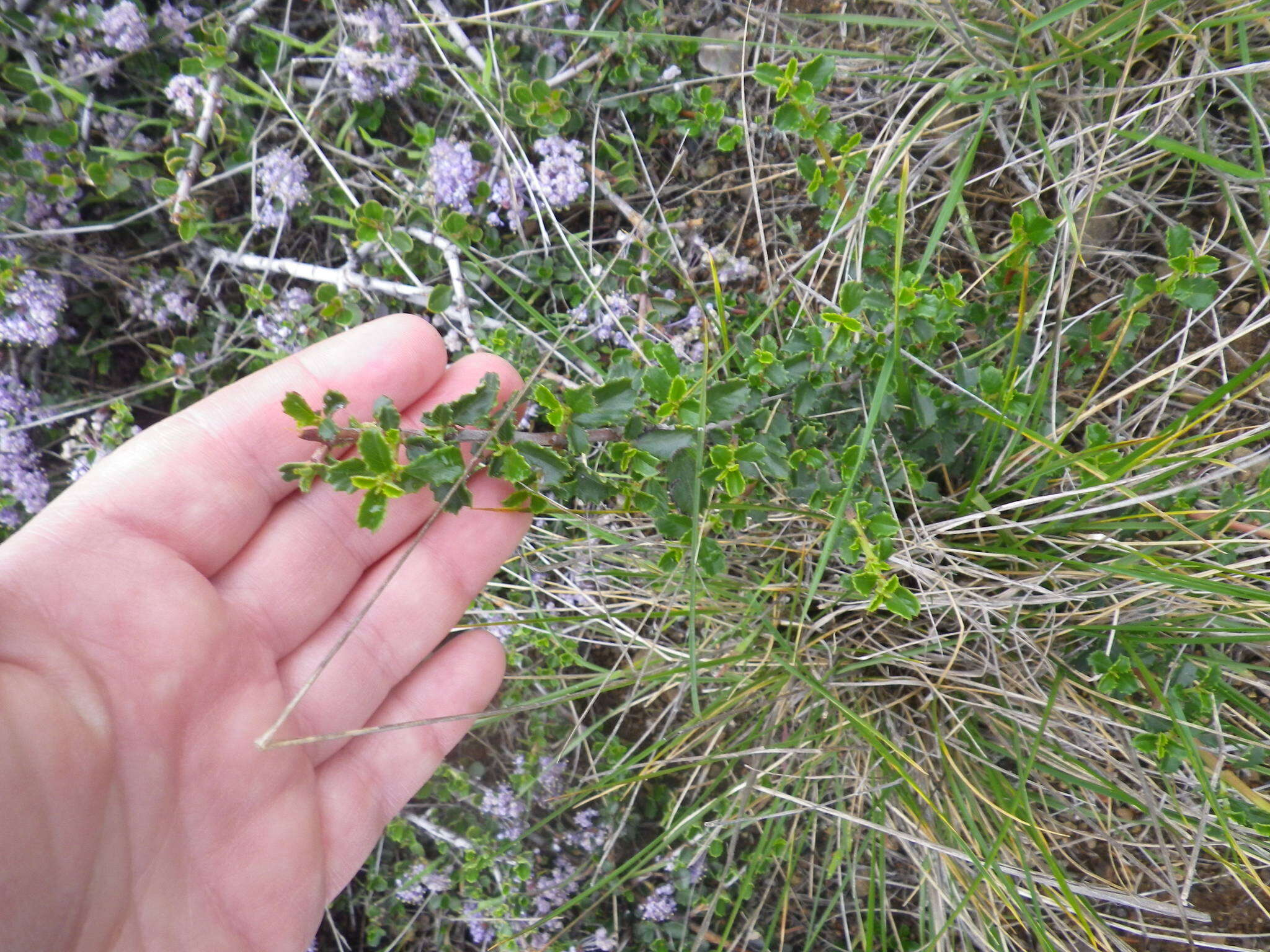 Image of Mason's ceanothus