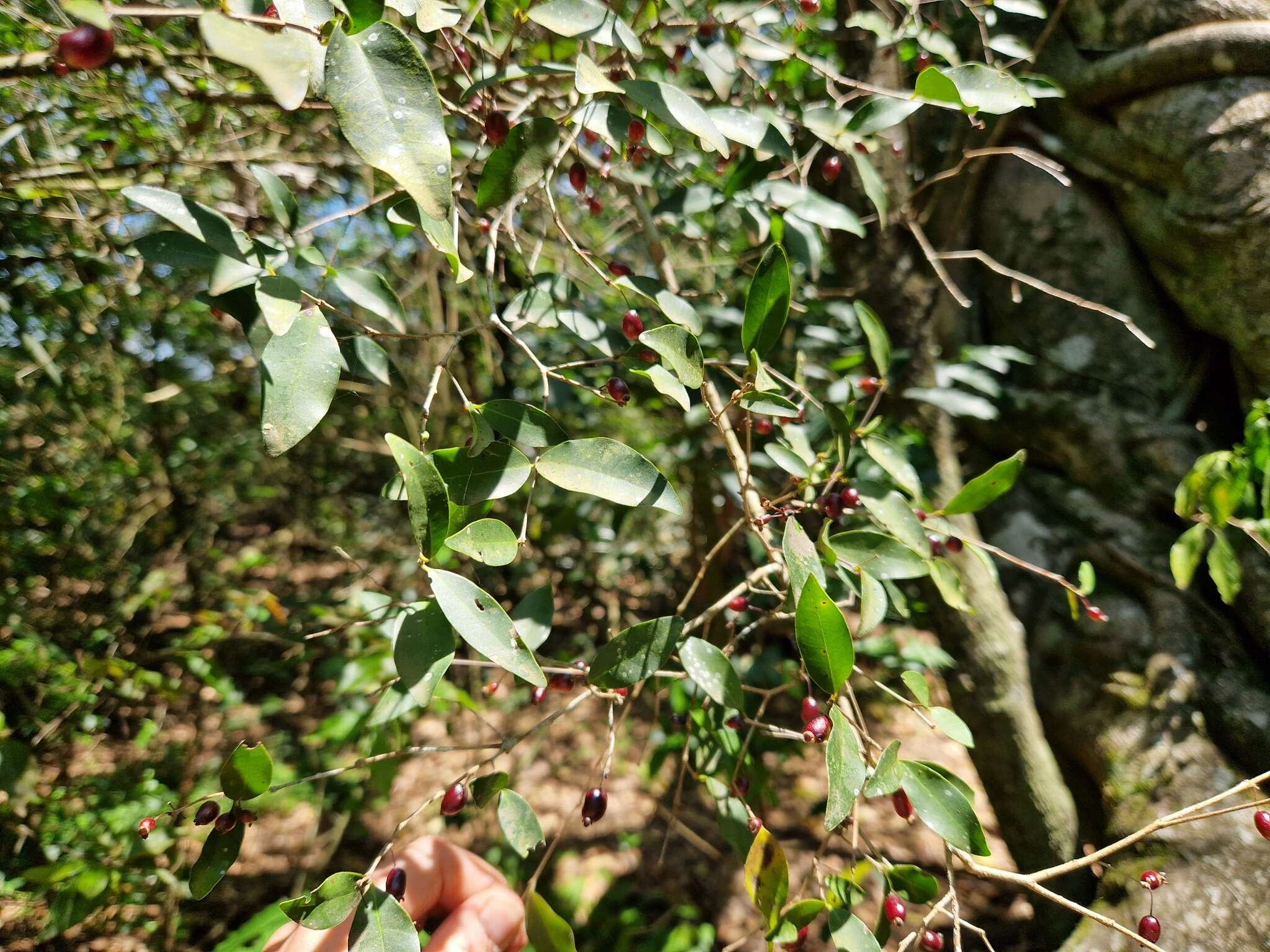 Image of Eugenia hiemalis Cambess.