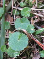 Image de Hydrocotyle bonplandii A. Rich.