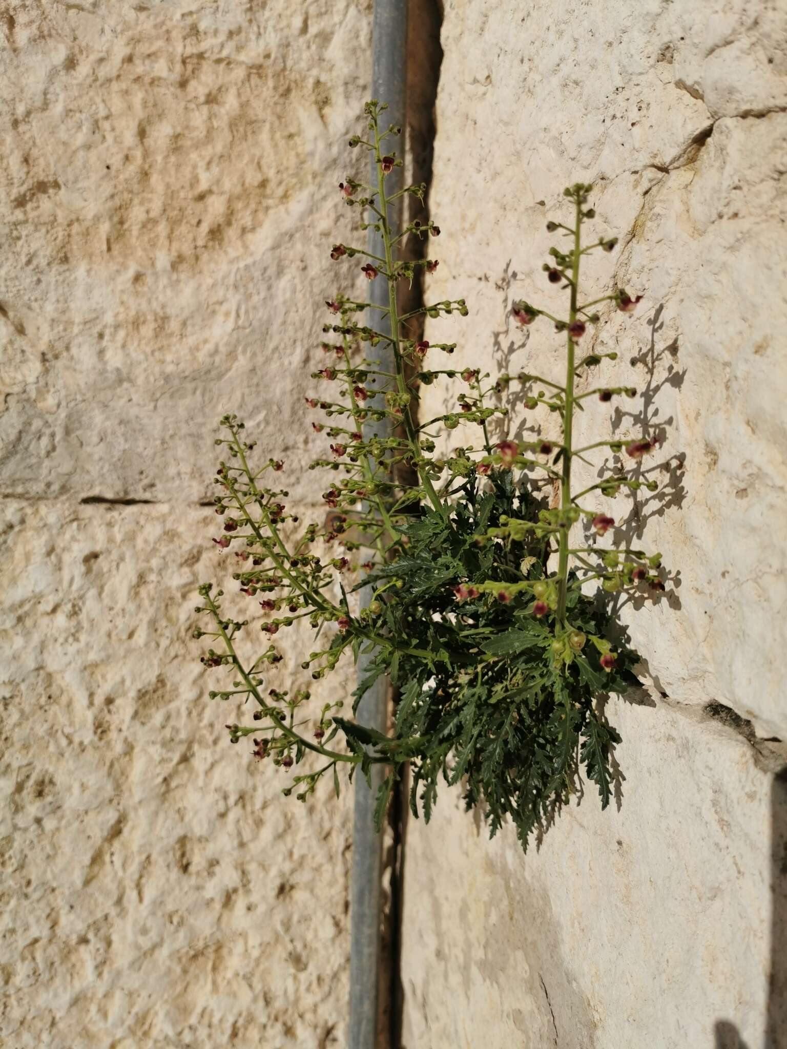 Image of Scrophularia heterophylla Willd.