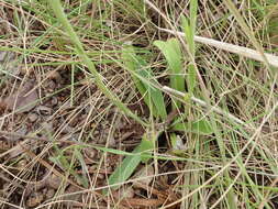 Image of Helichrysum mixtum var. mixtum