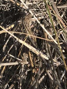 Image of Slevins’s Bunch Grass Lizard