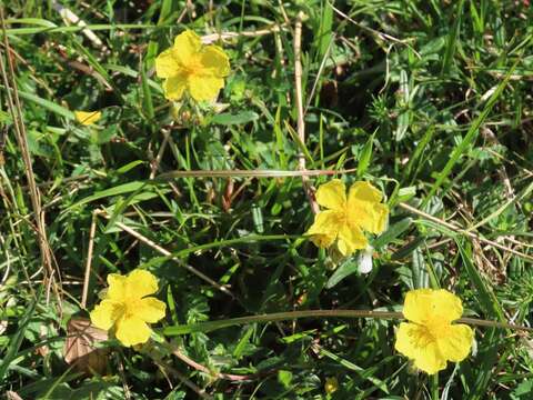 Image of Common Rock-rose