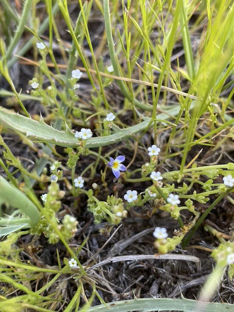 Image of Toothed Calico-Flower