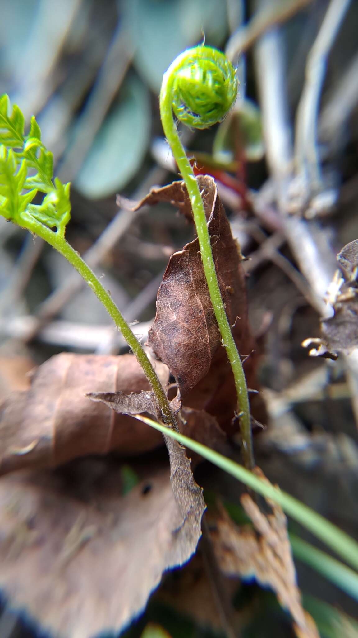 Image de Oeosporangium nitidulum (Hook.) Fraser-Jenk.